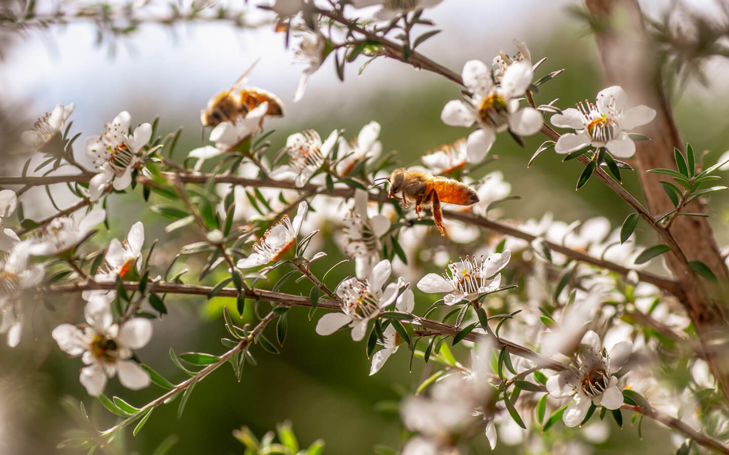 Mountain Valley Honey Manuka 5