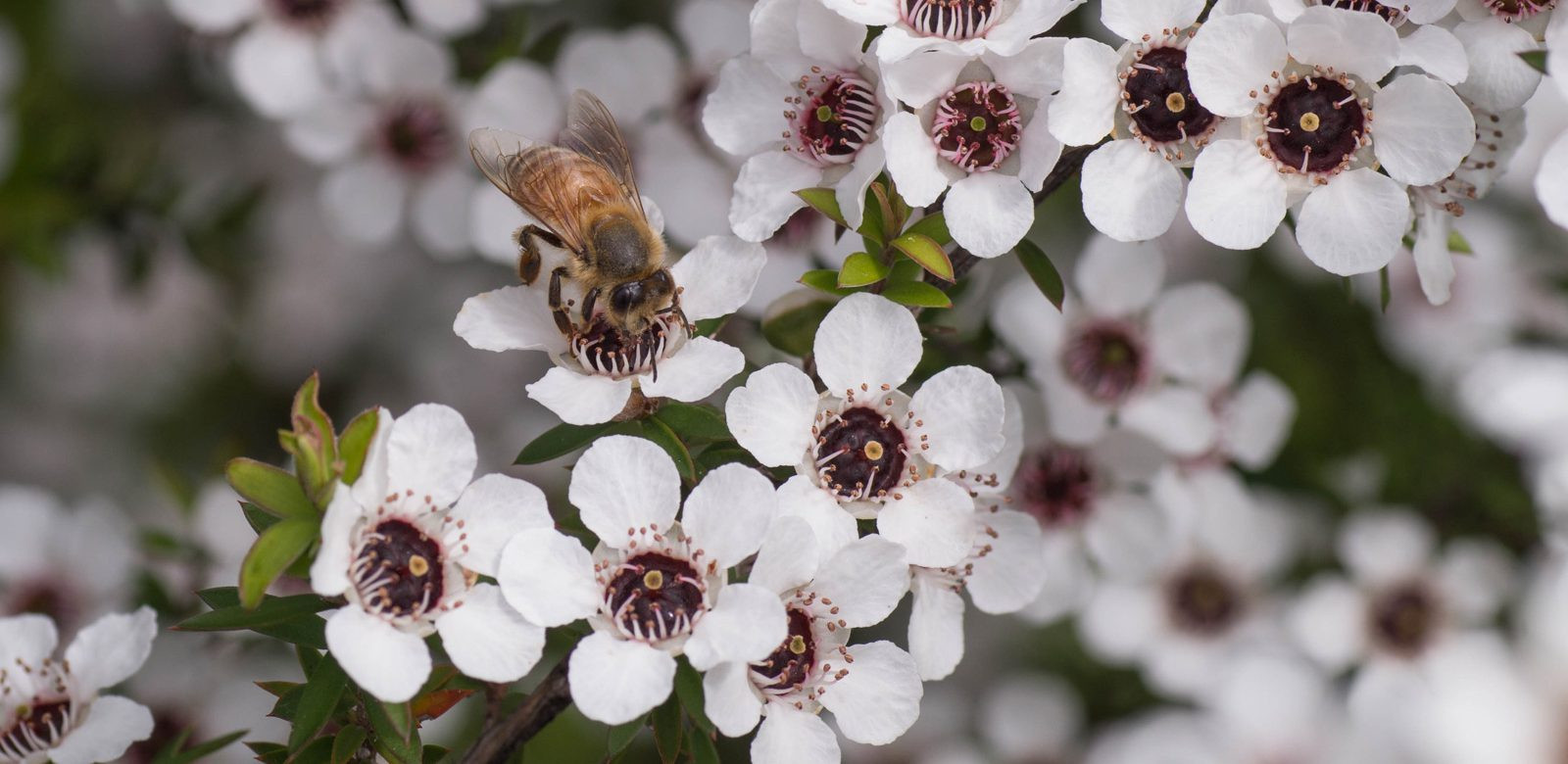 Manuka Flowers 1600x780